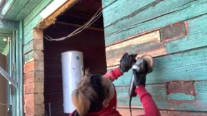 Как очистить брус от старой краски.