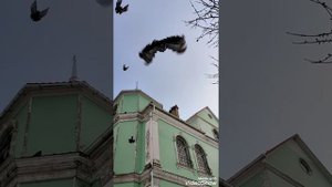 Николаевские торцовые голуби