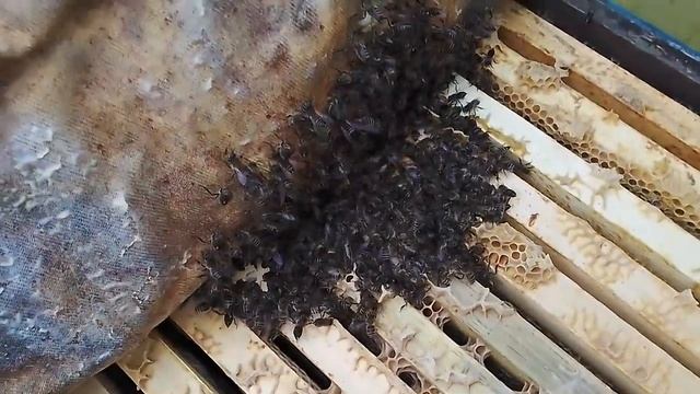 40 лет зимовки пчёл на улице . К зиме готовы. смотреть онлайн