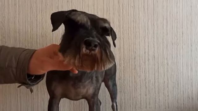 Стрижка цвергшнауцера./28 апреля 2021/ стрижка собак. смотреть онлайн