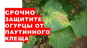 Срочно защитите огурцы от паутинных клещей.