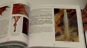 Стрептокарпусы для начинающих