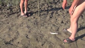 Рыбалка на живца судака. Река Иртыш.