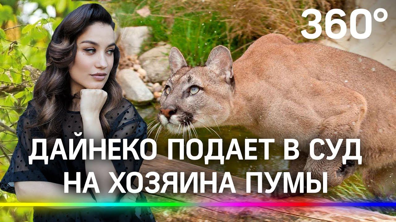 Виктория  Дайнеко против пумы  - она подаёт в суд на хозяина и хочет выселить зверя