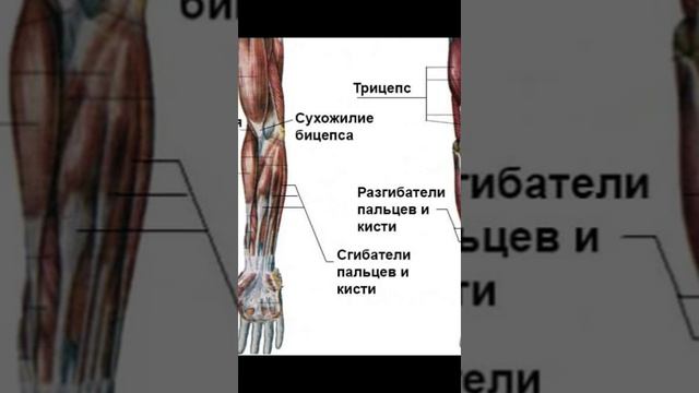 что будет если делать планку каждый день