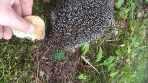 Еж собирает грибы))