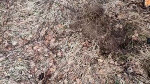 Первый пробный коп в Лесном районе Тверской области. Whites Spectrum XLT