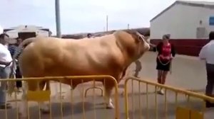 самое большое бык в мире узбекистан