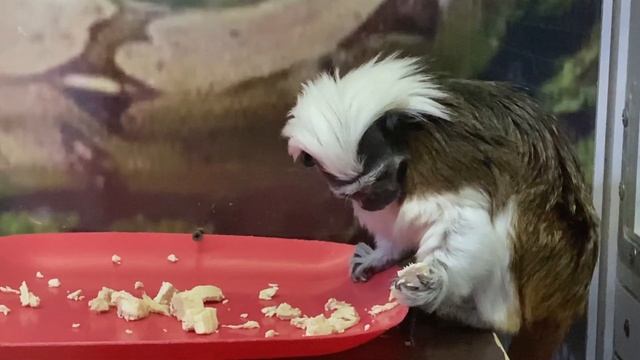 Зоопарк Тверь октябрь 2021 смотреть онлайн