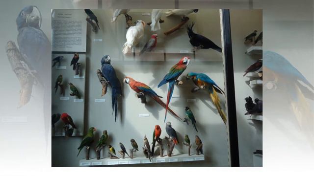 ГБОУ ЦО № 1438 3 класс "А".Экскурсия в Зоологический музей. смотреть онлайн