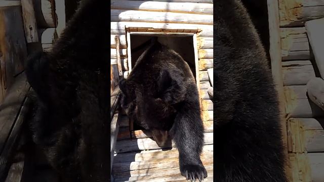 У медведицы новый дом.