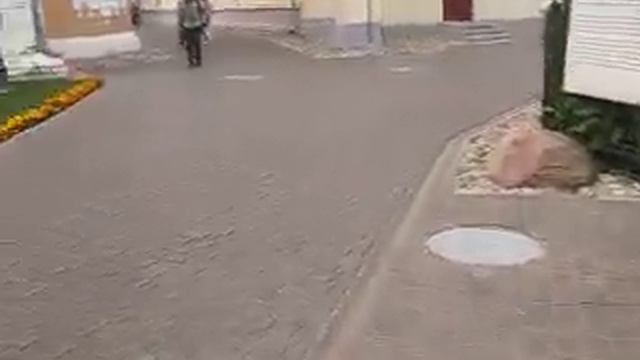 Малиновый звон