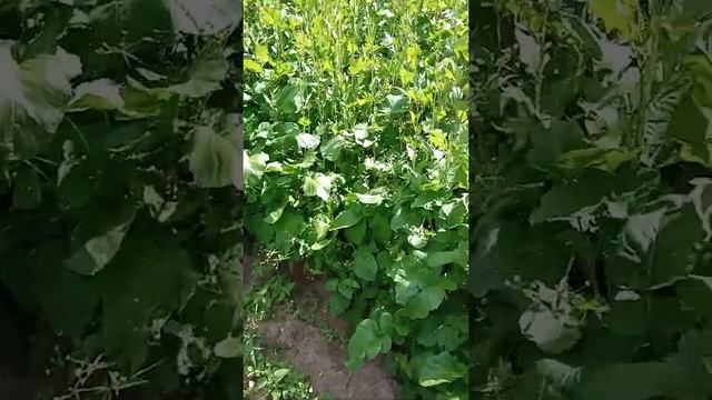 ПОСЛЕ УБОРКИ КАРТОФЕЛЯ И ЛУКА,ПОСЕЙТЕ ЭТИ СИДЕРАТЫ ГОРЧИЦУ И РАПС смотреть онлайн