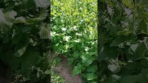 ПОСЛЕ УБОРКИ КАРТОФЕЛЯ И ЛУКА,ПОСЕЙТЕ ЭТИ СИДЕРАТЫ ГОРЧИЦУ И РАПС