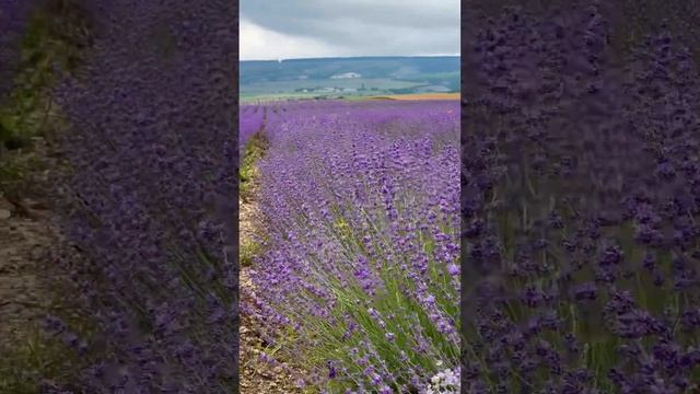 Лавандовые поля расцвели в Крыму