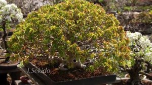 Bonsai Garden : Clippings from Kyukaen；唐楓　Trident Maple