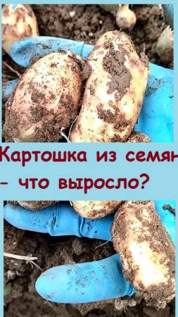 Пробовала вырастить КАРТОШКУ ИЗ СЕМЯН , показываю, что получилось из этого эксперимента!