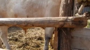 Бычок Симментал.