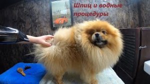 Уход за собакой. Шпиц купается....mp4