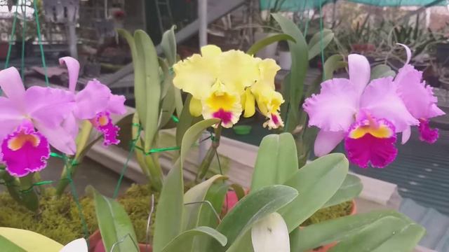 Những bông hoa trong vườn смотреть онлайн