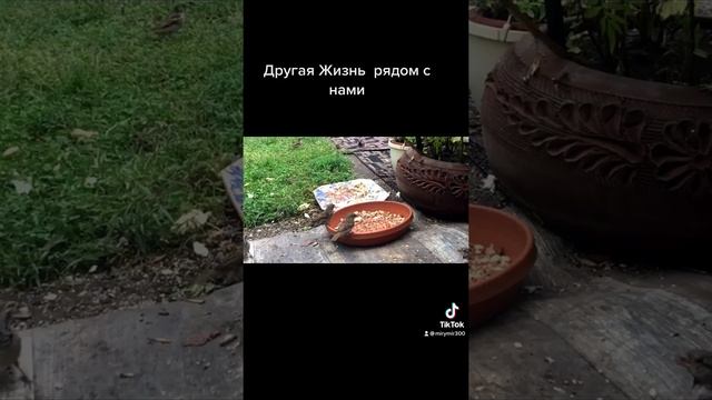 Другая жизнь рядом с нами