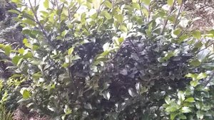 Падуб мезерва (Ilex meserveae). Вечнозелёное растение для сада.