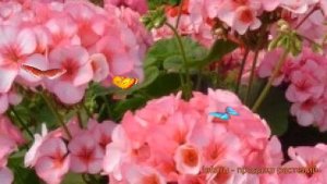 Пеларгония зональный Стар 🌿 зональный пеларгония Стар обзор: как сажать, семена пеларгонии Стар