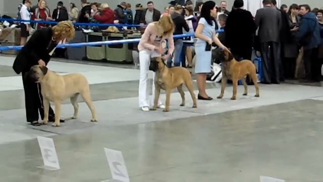 Евразия-1 2012 (ч.1) бульмастиф смотреть онлайн