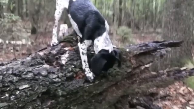 Дивиденды с леса 😂 смотреть онлайн