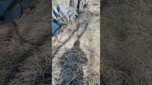 Спасение пруда д. Матвеевка, Веневский р-н, Тульская область.