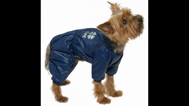 Одежда для собак как выбрать смотреть онлайн