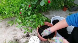 Выращивание пассифлоры эдулис Фредерик в горшке. Пересадка и плодоношение