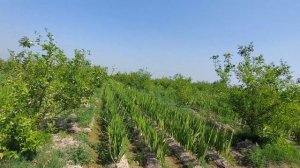 Gladiolus Flowers farming