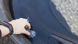 Установка пруда и переселение ротана(1 часть)