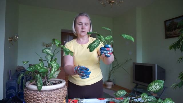 Обрезка диффенбахии. Размножение. Посадка. смотреть онлайн