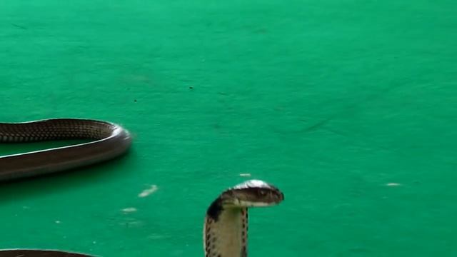 Королевская кобра против человека (king cobra against man) смотреть онлайн