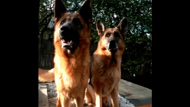 Шотландия смотреть онлайн