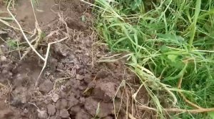 копаем молодую картошку, какой урожай картошки