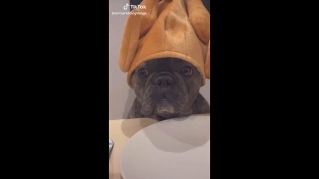 Милейшие зверюшки из Тик Тока — подборка