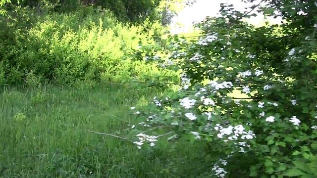 Canon Legria HF M52 TEST 1920x1080 50fps =Auto Mode= смотреть онлайн