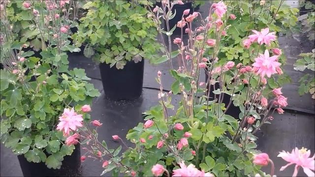 Best Perennials - Aquilegia Clementine Rose (Columbine) смотреть онлайн