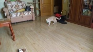 Игры с котом