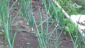 Подкормка чеснока и лука.