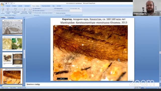 Лекторий «Научный взгляд» с Александром Храмовым: Откуда берутся ископаемые насекомые