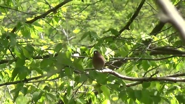 17_04_2016_ОРЛИНЫЕ СКАЛЫ_р.АГУРА_АГУРСКИЙ ВОДОПАД.mp4 смотреть онлайн