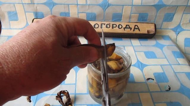 Лучшее удобрение из Банановой кожуры для комнатных цветов и рассады томатов и перца.