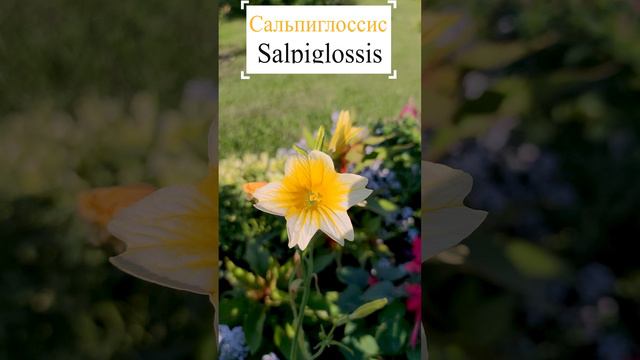 Сальпиглосис (Salpiglossis).🌷