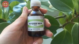 Маленькая хитрость от флориста: чтобы цветы в доме цвели пышно и долго!