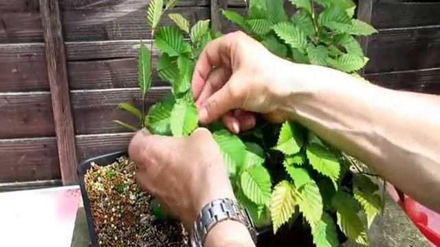 Hornbeam Raft style bonsai Update June 2016 Carpinus Betulus смотреть онлайн
