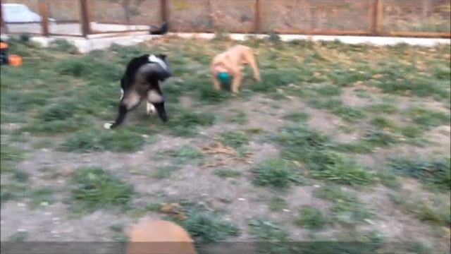 American Akita Girl смотреть онлайн